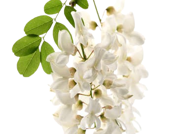 خوشبوکننده رزیتو با رایحه اقاقیا