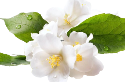 خوشبوکننده رزیتو با رایحه یاس سفید