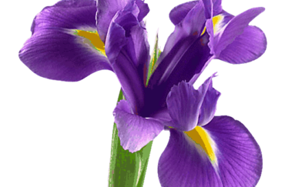 خوشبوکننده رزیتو با رایحه گل زنبق