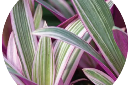 خوشبو کننده رزیتو با رایحه بامبو بنفش