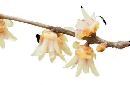 خوشبو کننده رزیتو با رایحه گل یخی