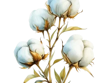 خوشبو کننده رزیتو با رایحه پنبه