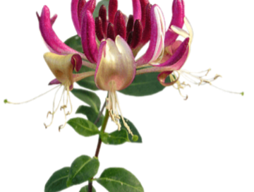 خوشبوکننده رزیتو با رایحه گل عسلی