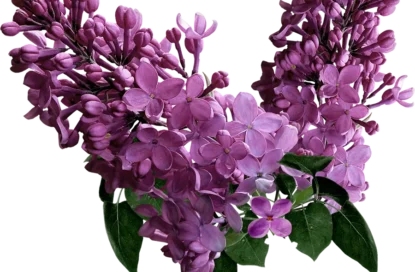 خوشبوکننده رزیتو با رایحه لیلاک