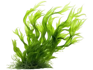 خوشبو کننده رزیتو با رایحه جلبک