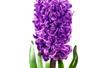 خوشبوکننده رزیتو با رایحه سنبل