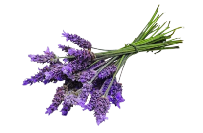 خوشبوکننده رزیتو با رایحه لوندر