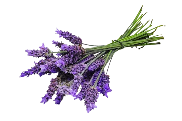 خوشبوکننده رزیتو با رایحه لوندر